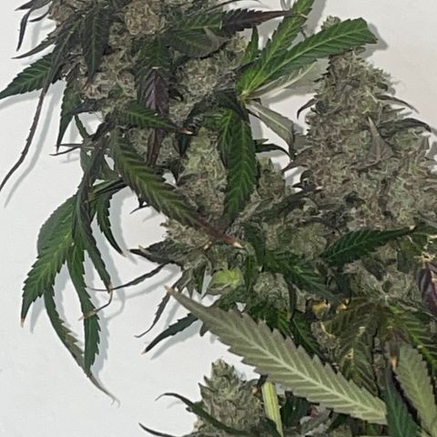 Tahoe OG Kush  #1 growlog photo: 63 Days