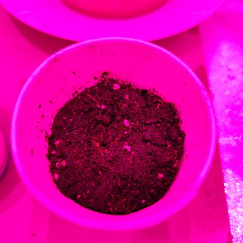 GMO #2 growlog timeline photo
