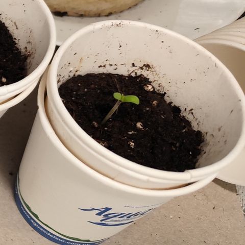 GMO #2 growlog timeline photo