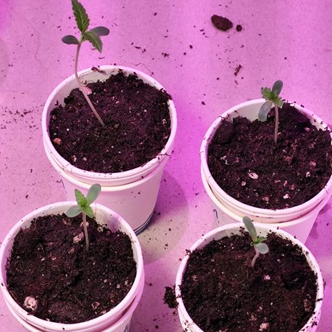GMO #2 growlog timeline photo