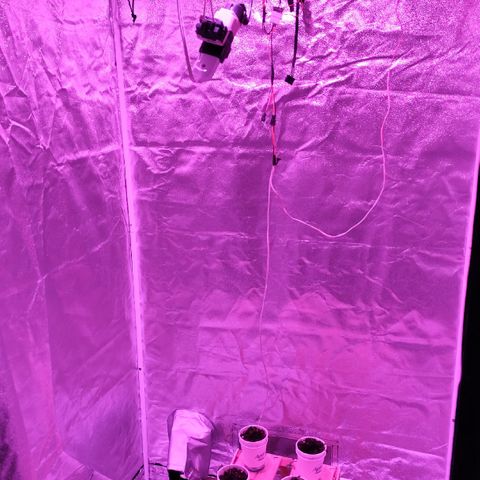 GMO #2 growlog photo: Se deja 100w, a 1.20 mts