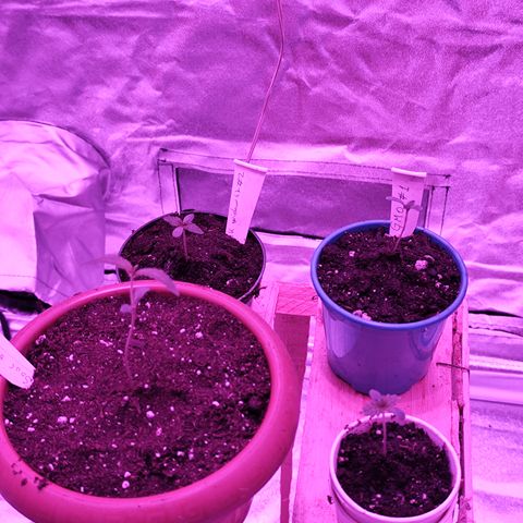 GMO #2 growlog timeline photo