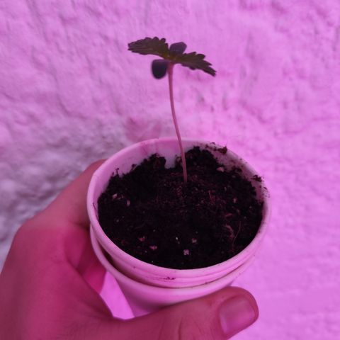 GMO #2 growlog timeline photo
