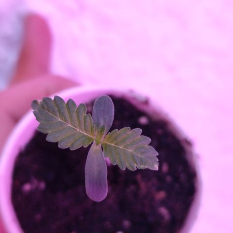 GMO #2 growlog timeline photo