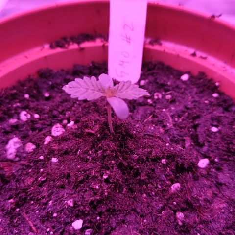 GMO #2 growlog timeline photo