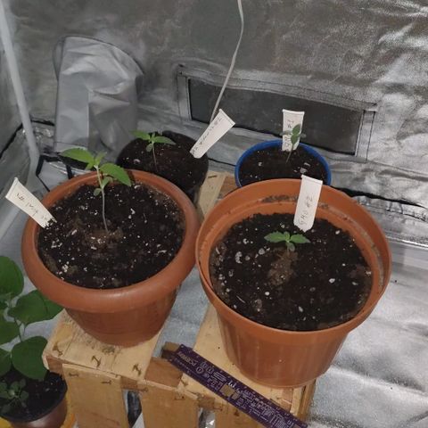 GMO #2 growlog timeline photo