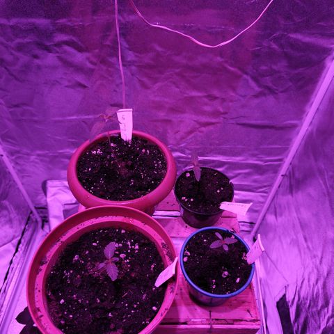 GMO #2 growlog timeline photo