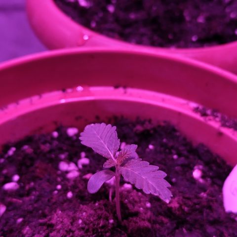 GMO #2 growlog timeline photo