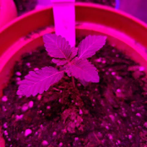 GMO #2 growlog timeline photo