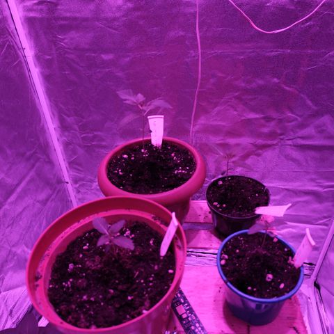 GMO #2 growlog timeline photo