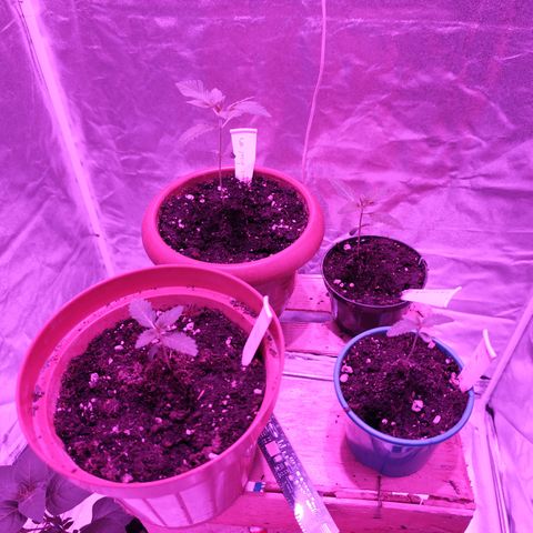 GMO #2 growlog timeline photo
