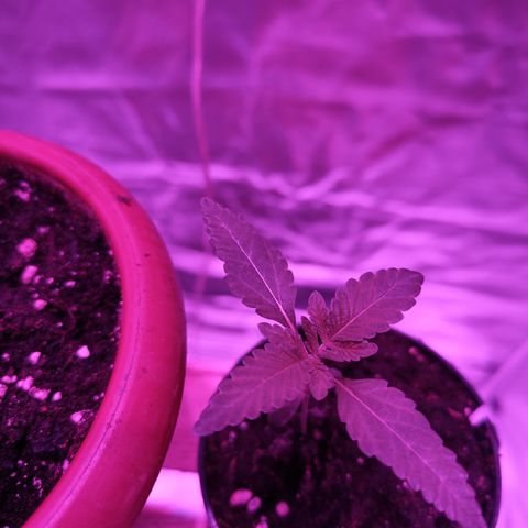 GMO #2 growlog timeline photo
