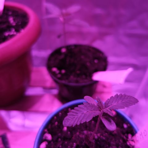 GMO #2 growlog timeline photo