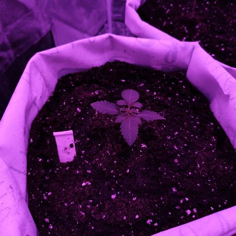 GMO #2 growlog photo: Se pasa a maceta de tela 