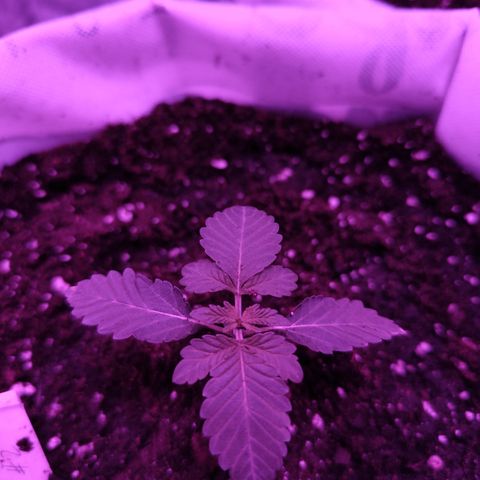 GMO #2 growlog photo: Se pasa a maceta de tela 
