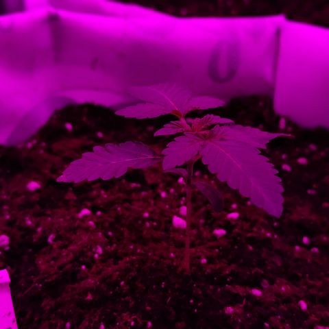 GMO #2 growlog timeline photo