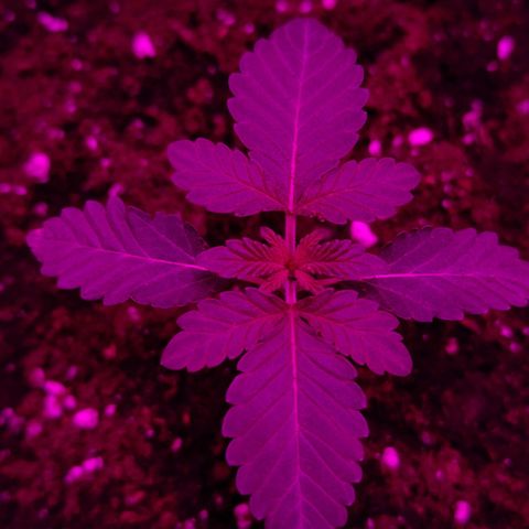 GMO #2 growlog timeline photo