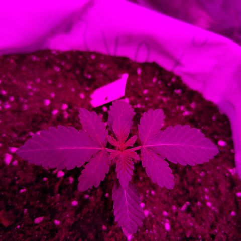 GMO #2 growlog timeline photo
