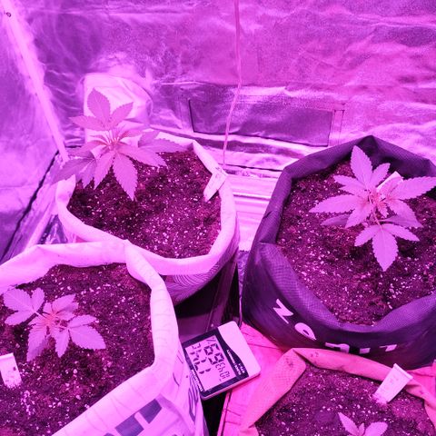 GMO #2 growlog timeline photo