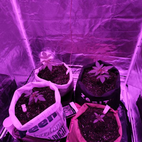 GMO #2 growlog timeline photo