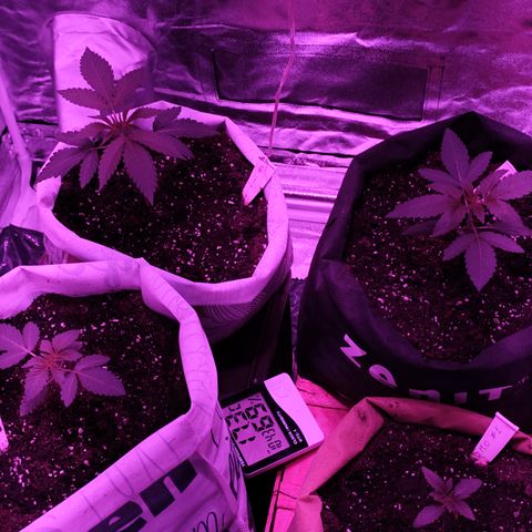 GMO #2 growlog timeline photo