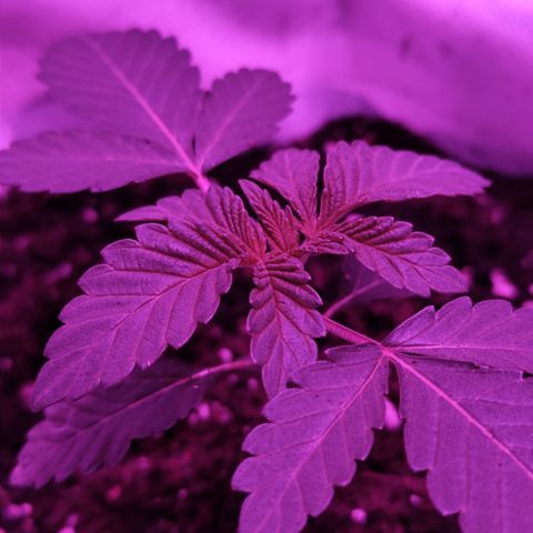 GMO #2 growlog timeline photo