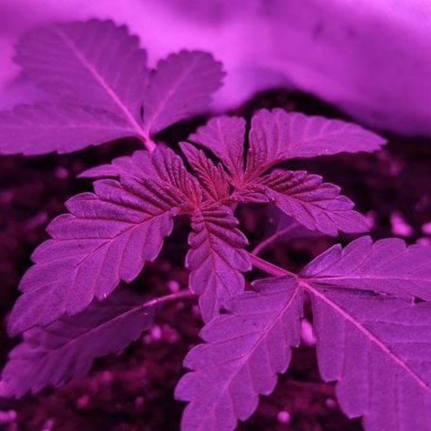 GMO #2 growlog timeline photo