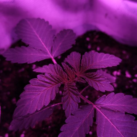 GMO #2 growlog timeline photo