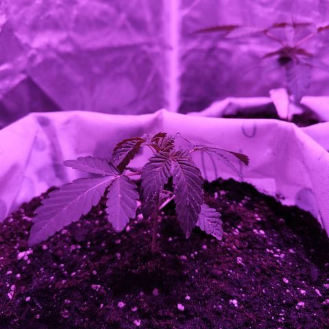GMO #2 growlog timeline photo