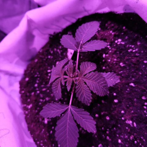 GMO #2 growlog timeline photo