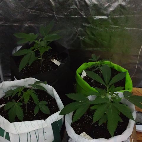 GMO #2 growlog timeline photo