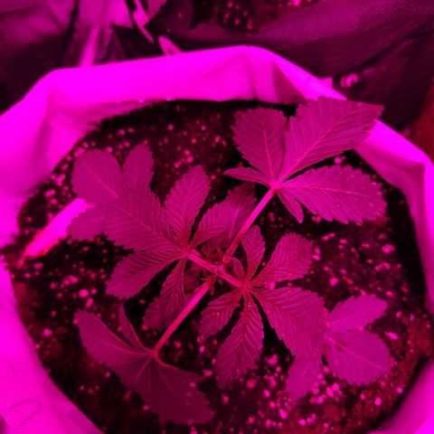 GMO #2 growlog photo: Cuando está la luz apagada bajan las hojas