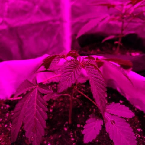 GMO #2 growlog photo: Cuando está la luz apagada bajan las hojas