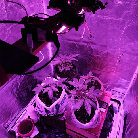 GMO #2 growlog timeline photo