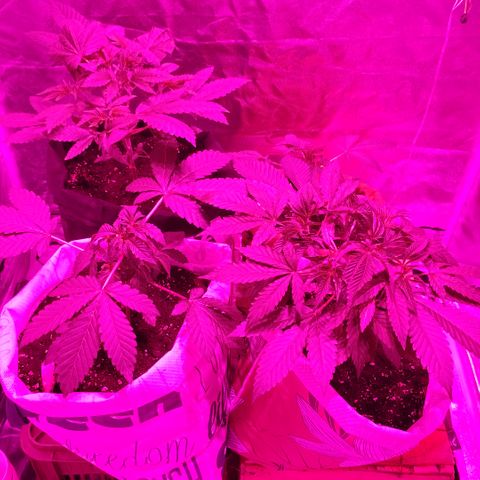 GMO #2 growlog timeline photo