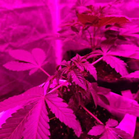 GMO #2 growlog timeline photo