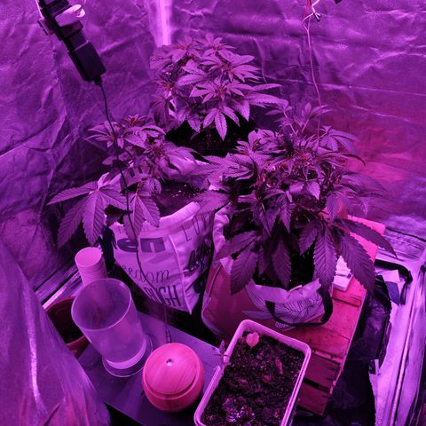GMO #2 growlog timeline photo