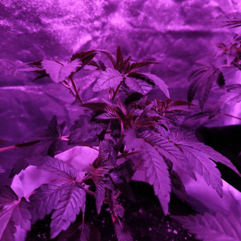 GMO #2 growlog timeline photo