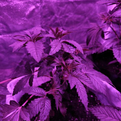 GMO #2 growlog timeline photo