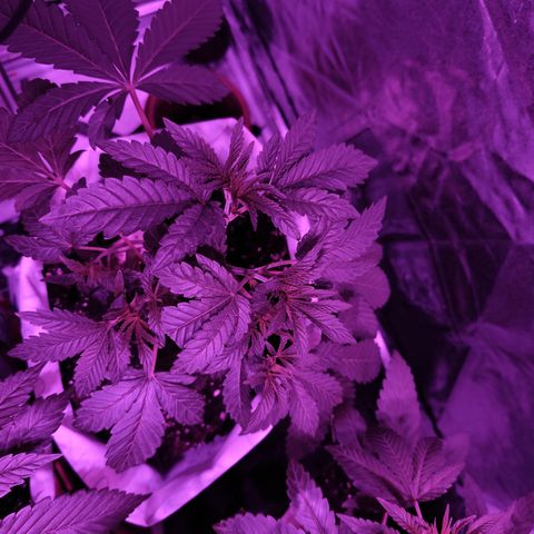 GMO #2 growlog timeline photo