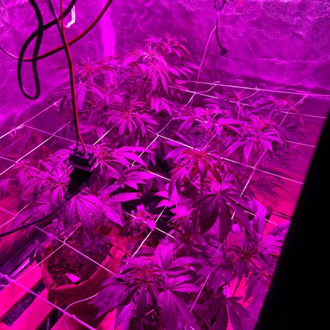 GMO #2 growlog timeline photo