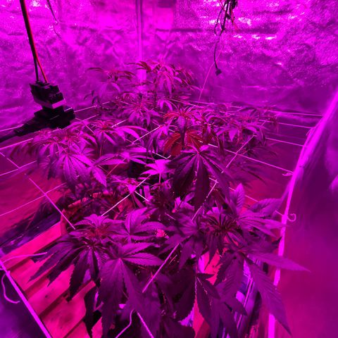 GMO #2 growlog timeline photo