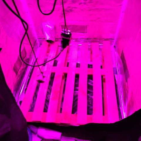 GMO #2 growlog timeline photo