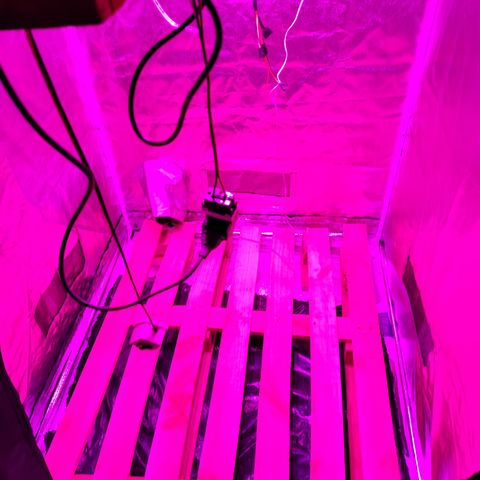 GMO #2 growlog timeline photo