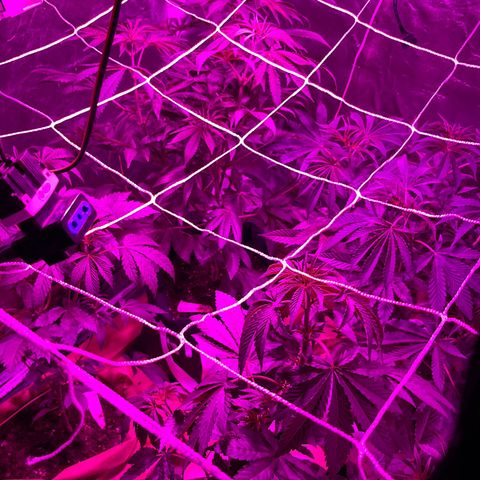 GMO #2 growlog timeline photo
