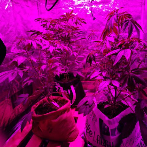 GMO #2 growlog timeline photo
