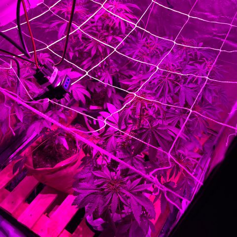 GMO #2 growlog timeline photo