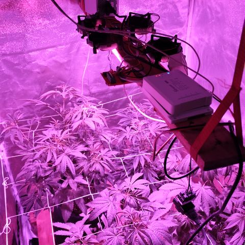GMO #2 growlog timeline photo