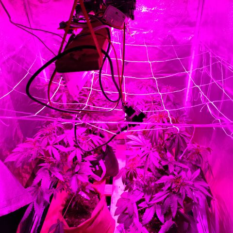 GMO #2 growlog timeline photo