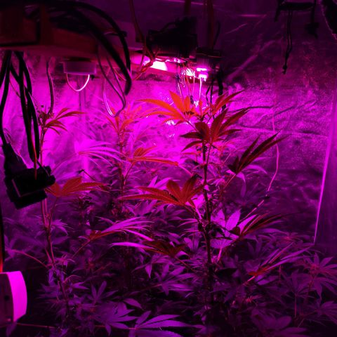 GMO #2 growlog timeline photo